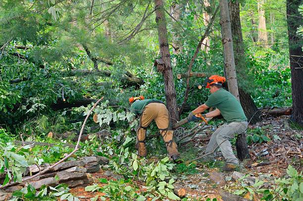 Residential Tree Removal